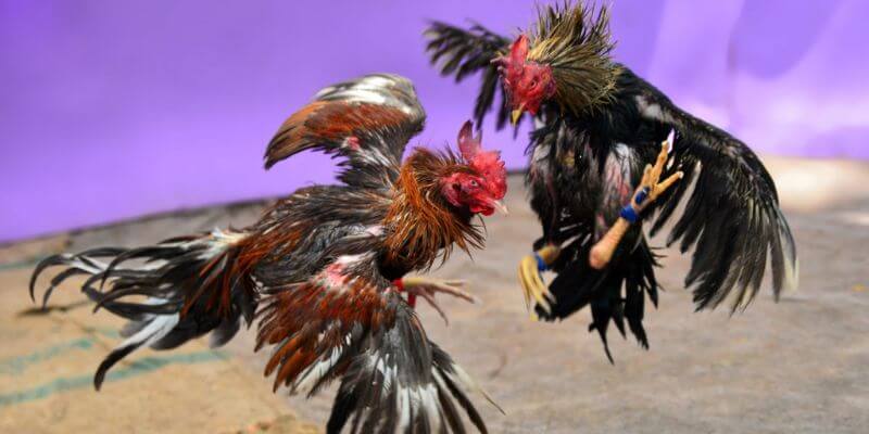 Hãy chơi đá gà thomo trực tuyến tại các thương hiệu uy tín